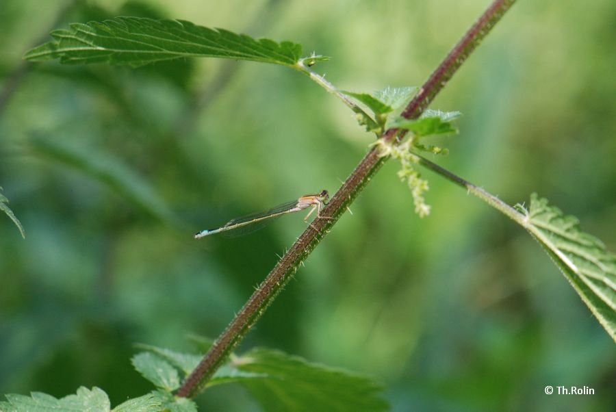 Agrion élégant_1756
