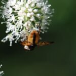 Phasie crassipenne_1767