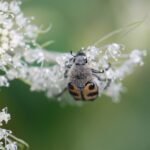 Trichius gallicus_1768