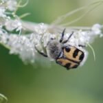 Trichius gallicus_1770