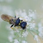 Ectemnius lituratus_1789