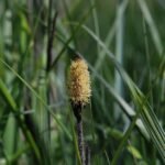 Laîche des marais_1851