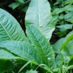 Patience à feuilles obtuses_1854
