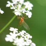 Empis stercorea_1855