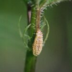 Puccinia urticata_1859