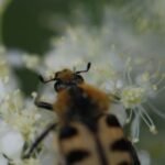 Trichius gallicus_1884