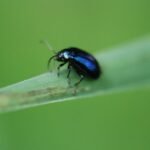 Galéruque de l’aulne_1886