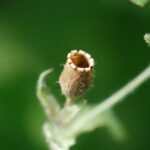 Compagnon rouge_1891