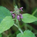 Epiaire des bois_1892