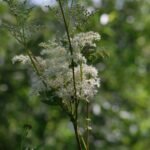 Reine des prés_1894