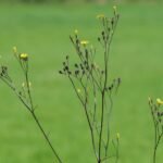 Lapsane commune_1903