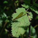 Caloptéryx éclatant_1895