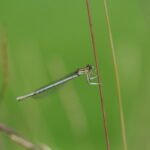 Agrion à larges pattes_1896