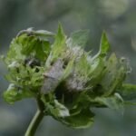 Pyrale du houblon_1130