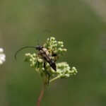 Lepture tacheté_1909