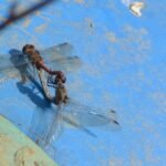 Sympétrum strié_1217