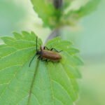 Lagrie hérissée (Lagria hirta)_1920