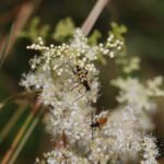 Lepture tacheté_1910