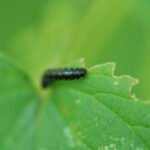 Galéruque de l’aulne_1924