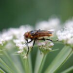 Phasia hemiptera_1950