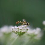 Syrphe porte plume_1955