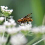 Phasia hemiptera_1951