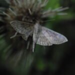 Pyrale du houblon_1944