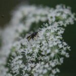 Crabronidae indet._1958