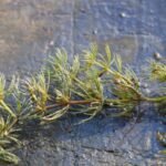 Cornifle immergé_1961