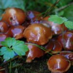 Pholiote changeante_1962