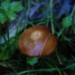 Pholiote changeante_1963