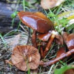 Pholiote changeante_1964