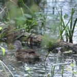 Canard mandarin_2150