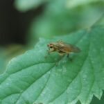 Mouche stercoraire_2088