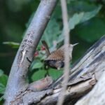 Troglodyte mignon_2152