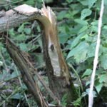 Castor d’Europe_2153