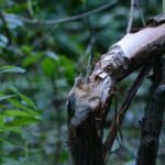 Castor d’Europe_2154