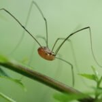 Leiobunum rotundum_2084