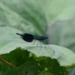 Caloptéryx éclatant_2155