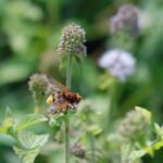 Volucelle zonée_2094