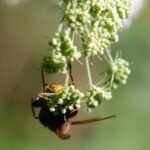 Frelon d’Europe_2098