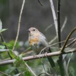 Rougegorge familier_2171