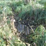 Sanglier d’Europe_2112