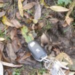 Sanglier d’Europe_2113