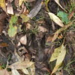 Sanglier d’Europe_2114