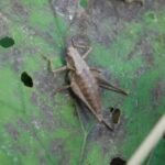 Decticelle cendrée_2167