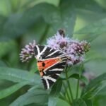 Ecaille chinée_2173