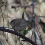 Troglodyte mignon_1259