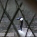 Bernache du Canada_1263