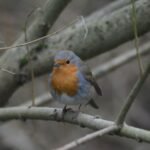 Rougegorge familier_1264